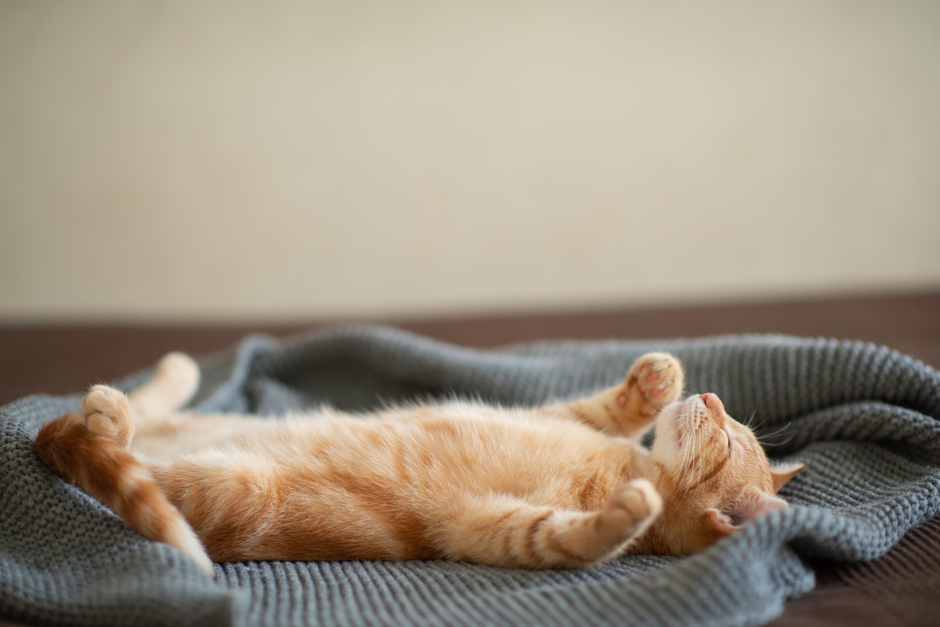 A cat lying on his back on a Leesa mattress