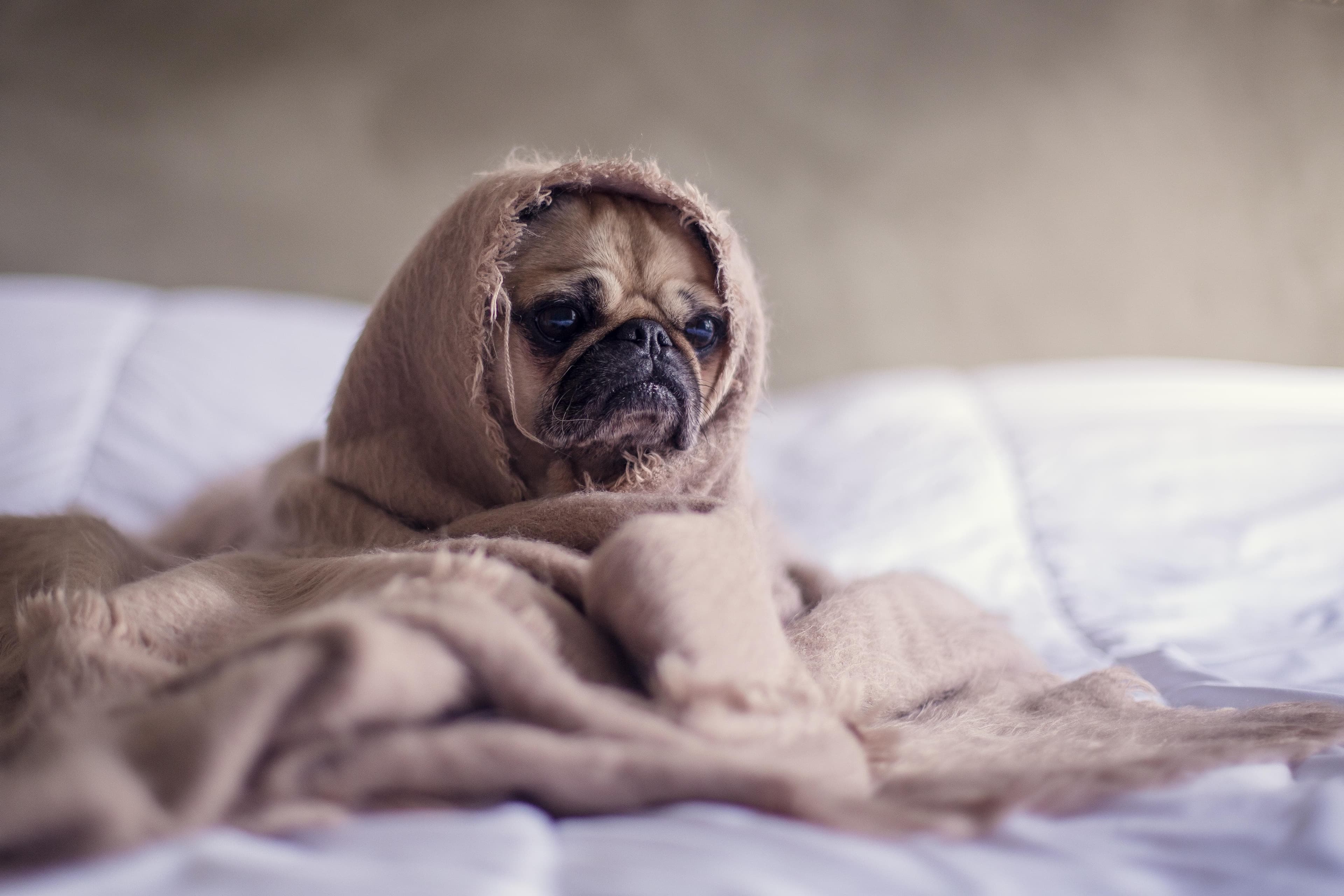 A pug wrapped up in a blanket on a Leesa bed